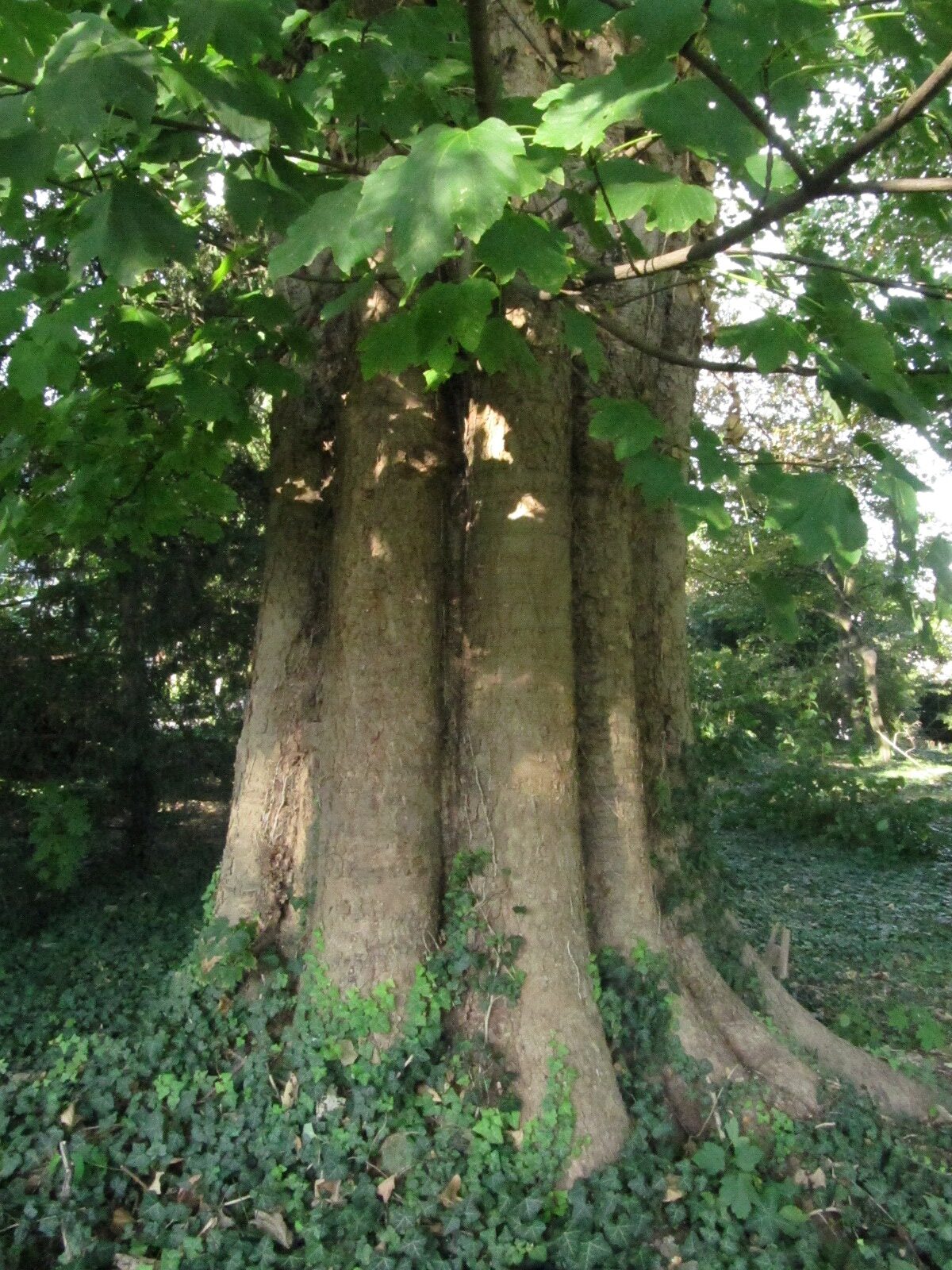 Acer velutinum var. vanvolxemii - Erholungshauspark Leverkusen-Wiesdorf - Sept. 2023