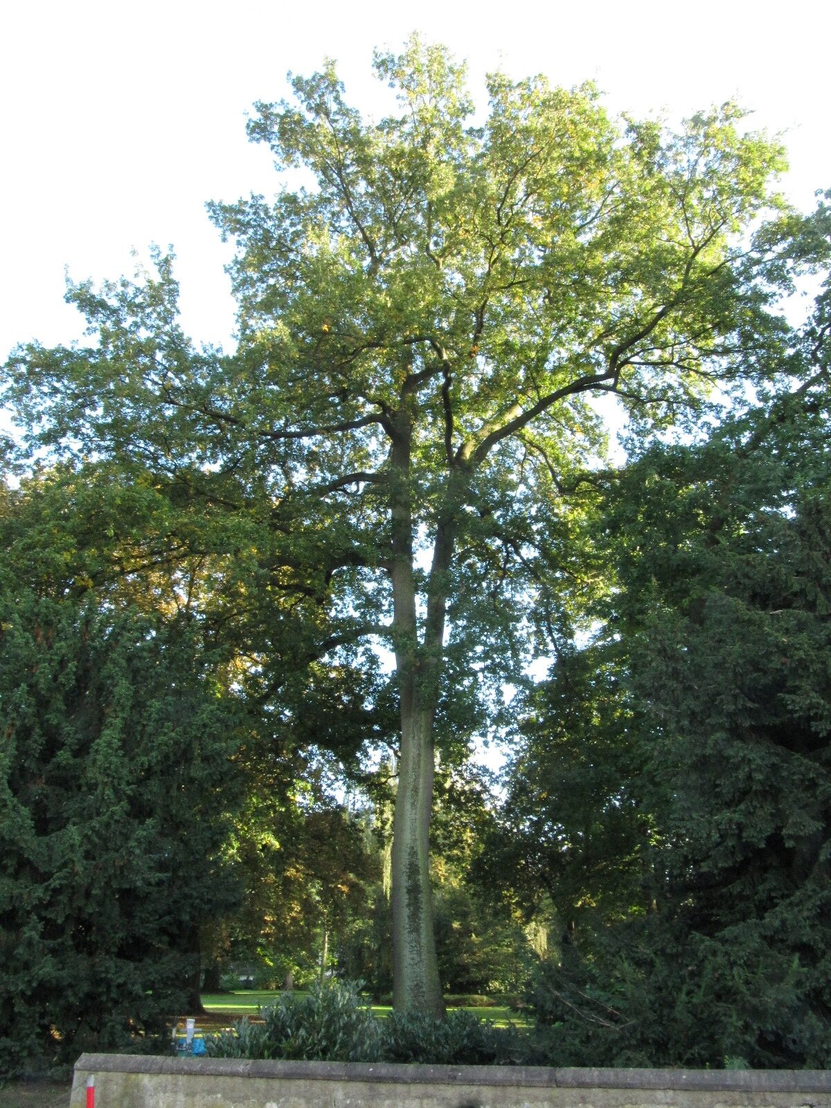cerris Quercus