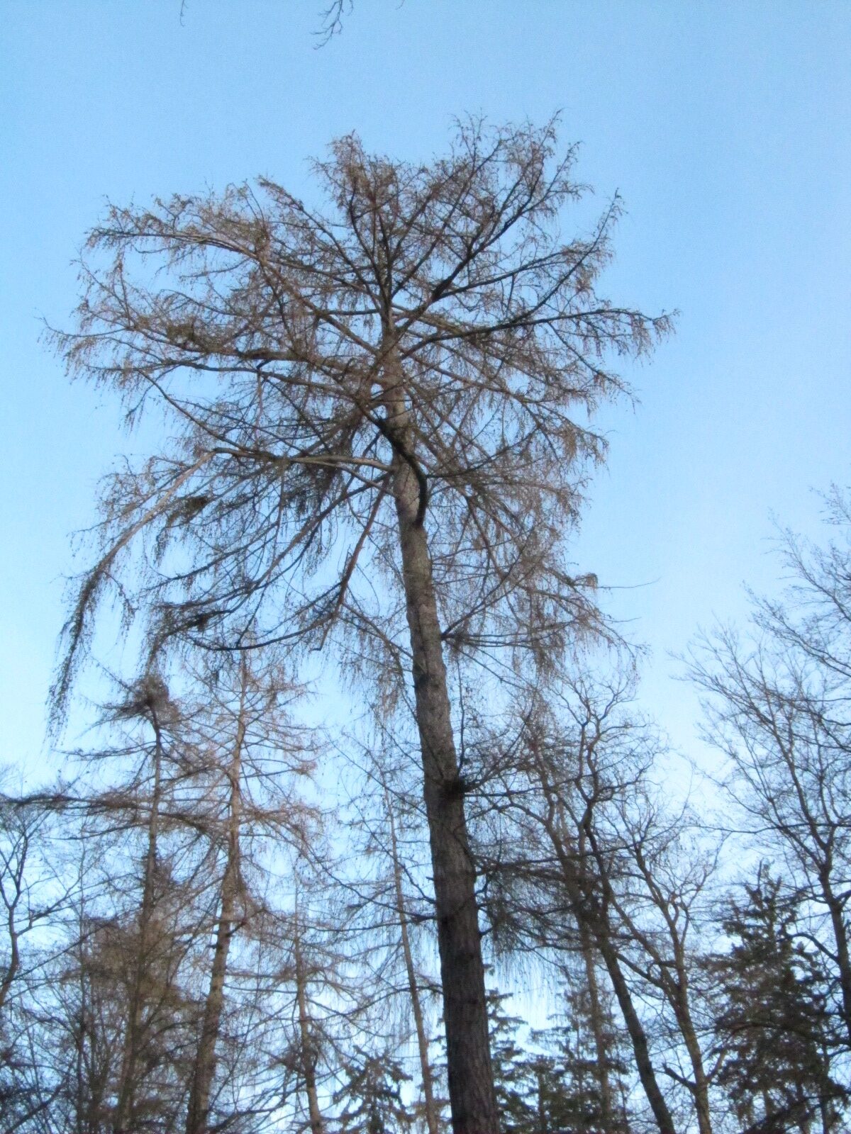 Larix decidua - Koblenzer Stadtwald - Jan. 2024