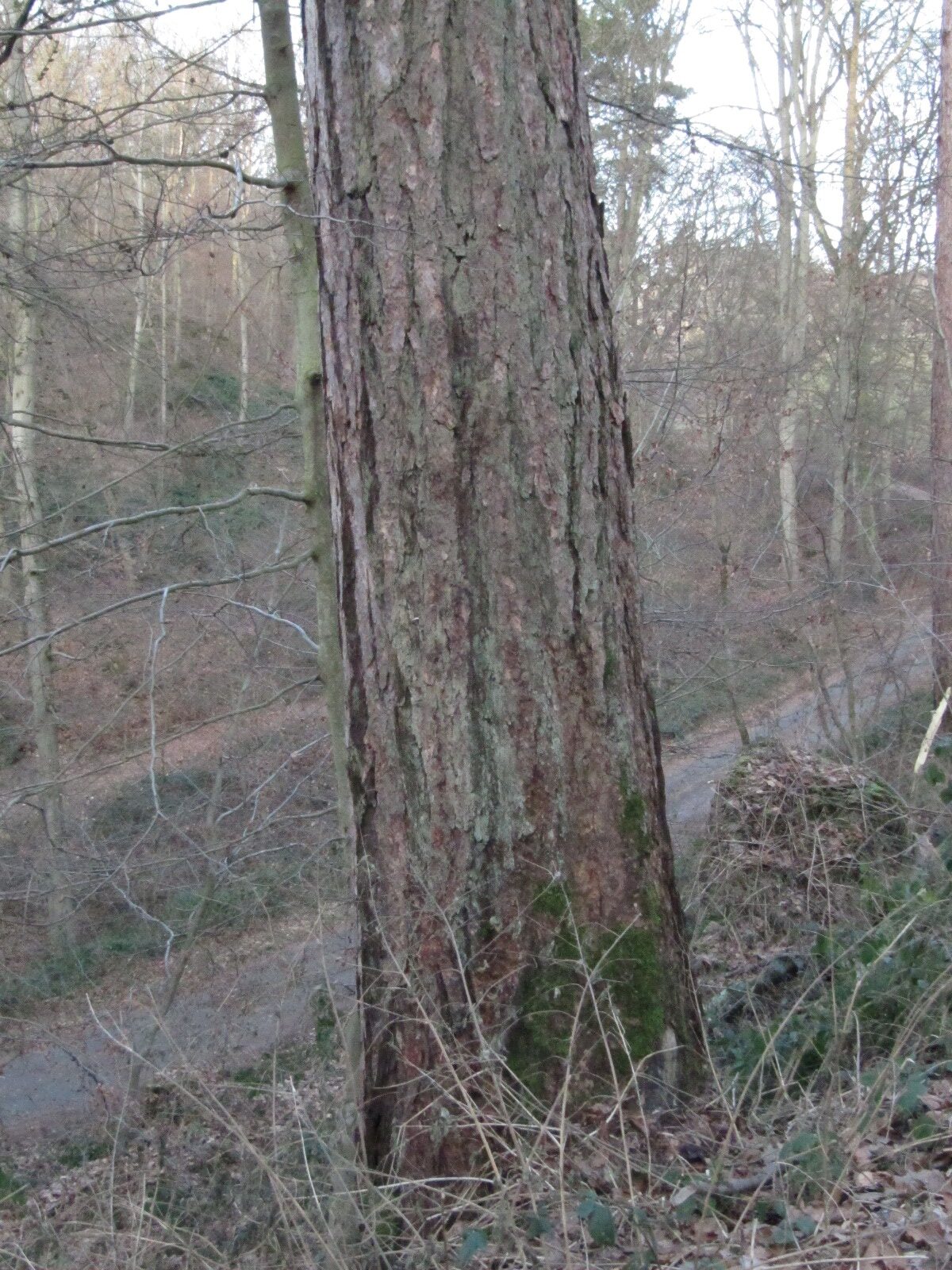 Larix decidua - Koblenzer Stadtwald - Jan. 2024