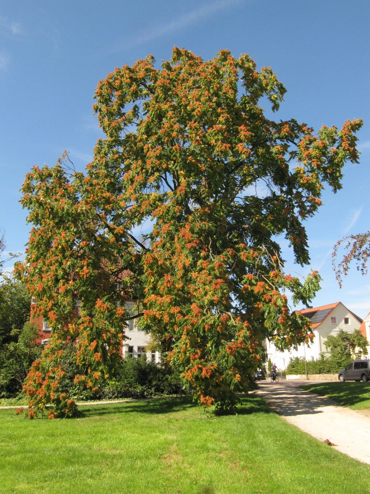 Ailanthus altissima - Celle - Sept. 2023