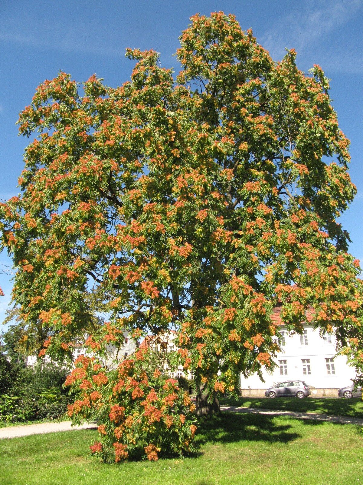 Ailanthus altissima - Celle - Sept. 2023