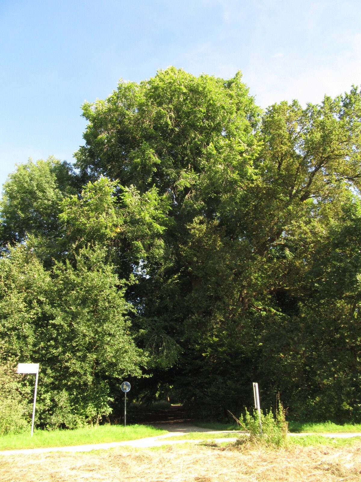 Ulmus laevis - Celle Thaers Garten - Sept. 2023