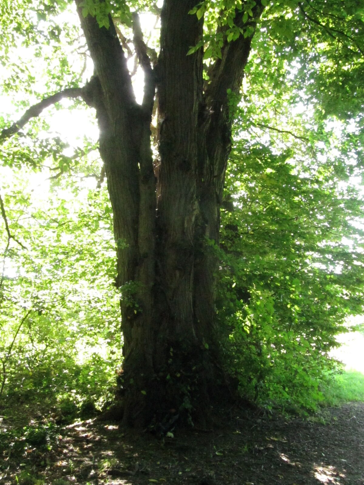 Ulmus laevis - Celle Thaers Garten - Sept. 2023