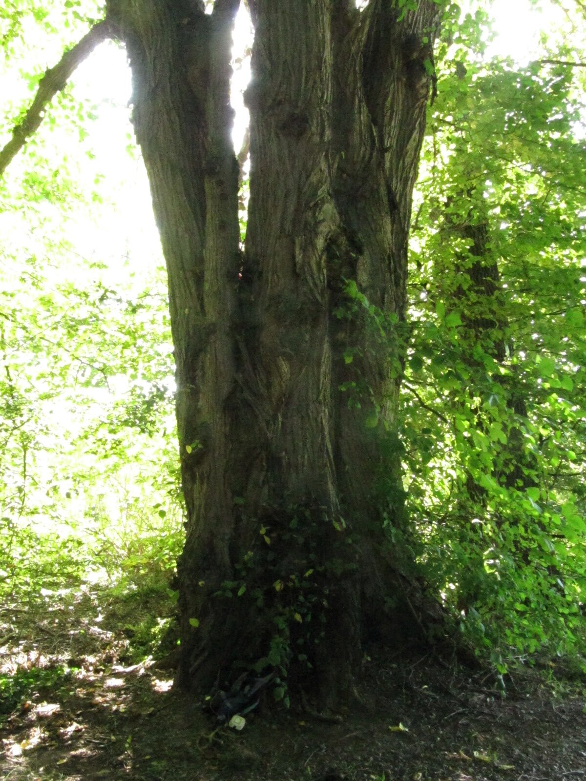 Ulmus laevis - Celle Thaers Garten - Sept. 2023
