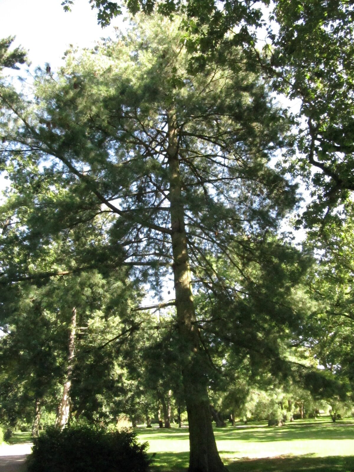 Pinus strobus Celle - Frz. Garten - Sept. 2023