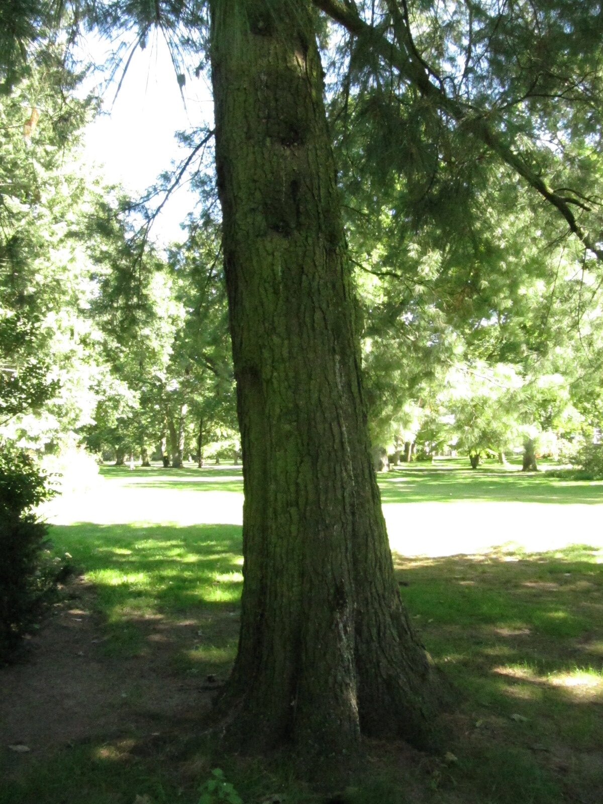 Pinus strobus Celle - Frz. Garten - Sept. 2023