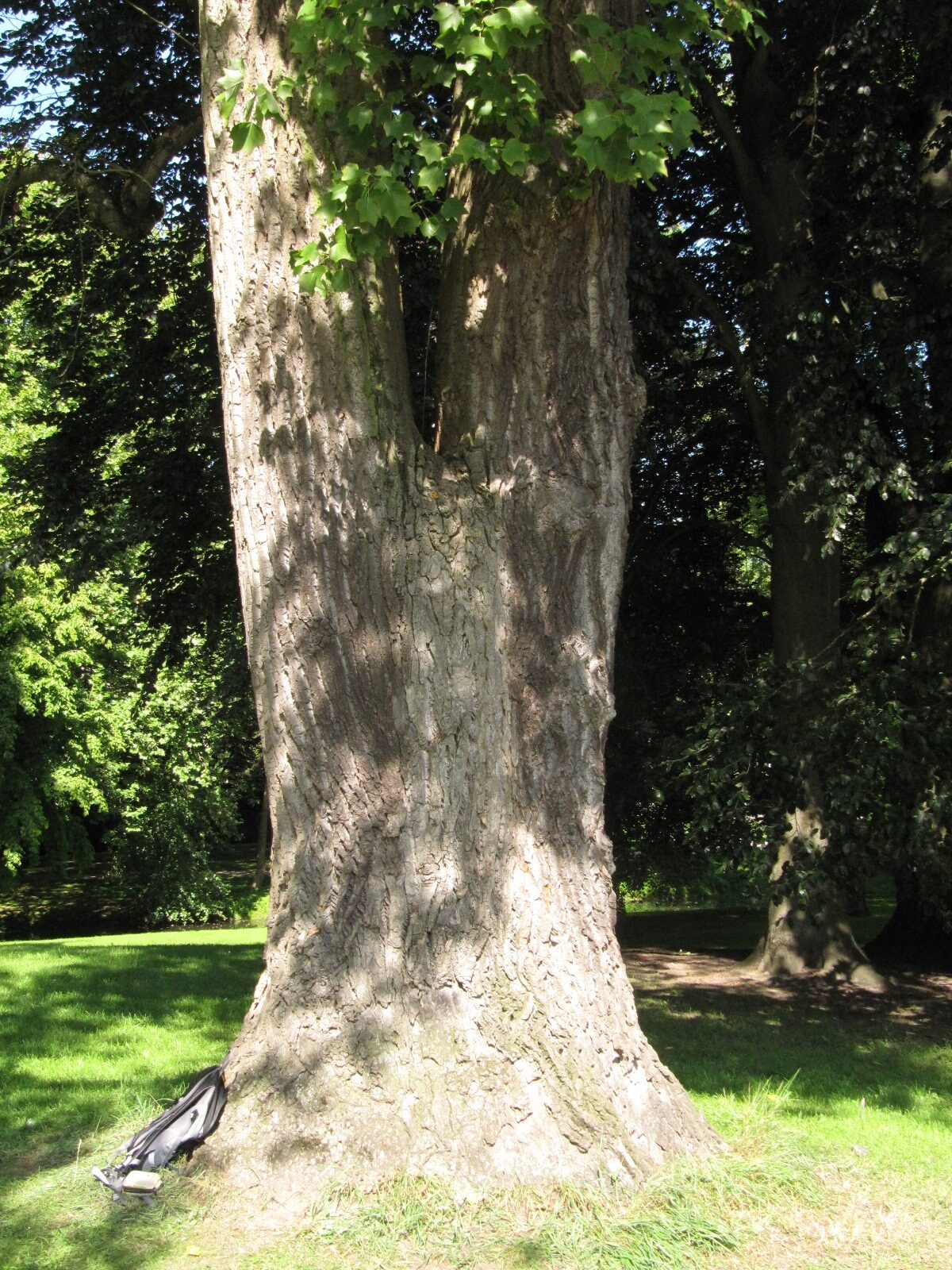 Liriodendron tulipifera - Celle Schlosspark - Sept. 2023
