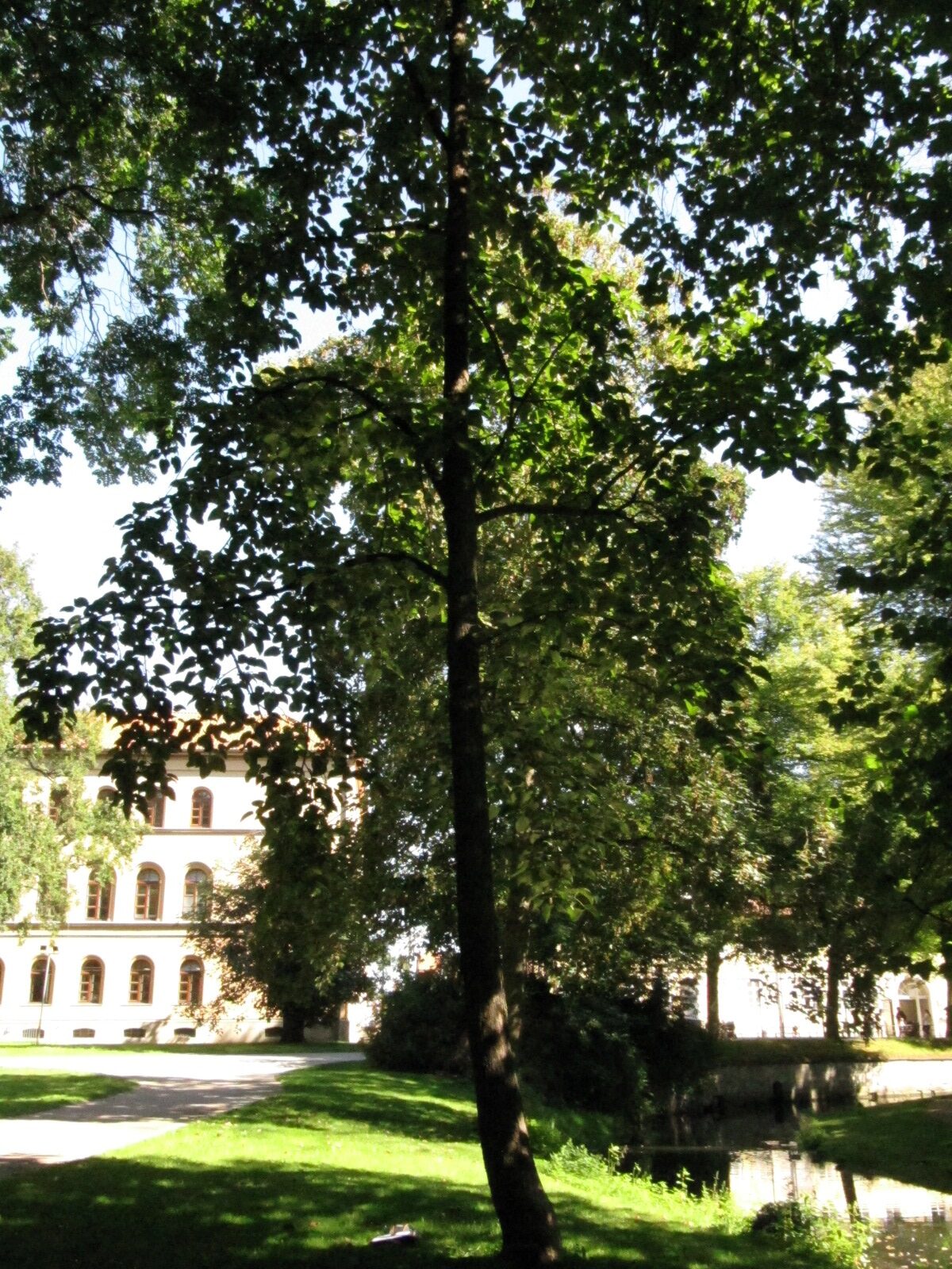 lasiocarpa Populus