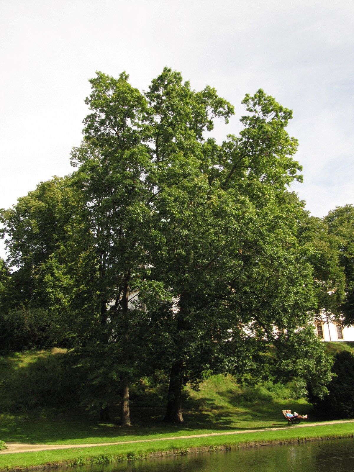 palustris Quercus