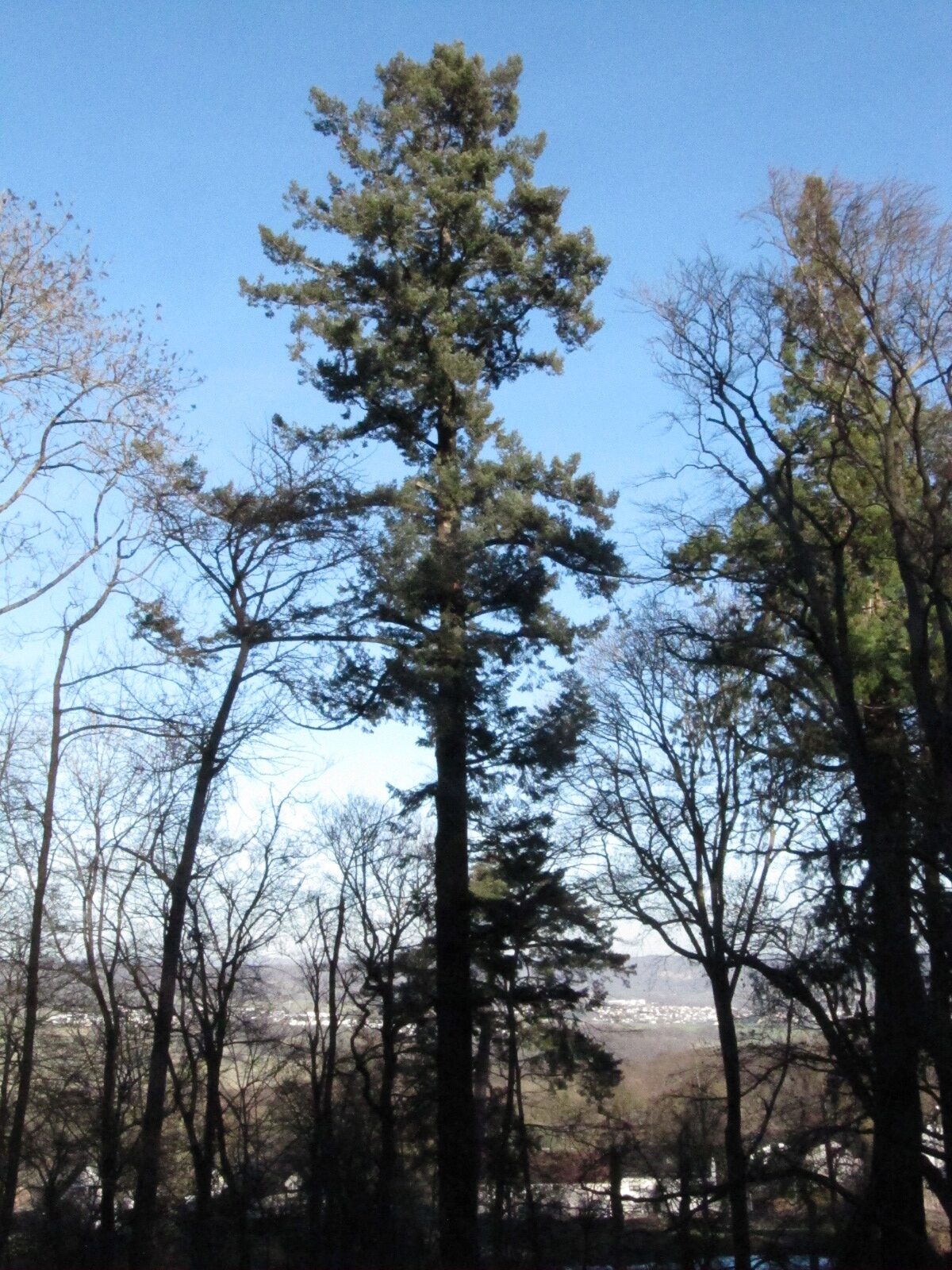 Pseudotsuga menziesii - Schlosspark Molsberg - Jan. 2024