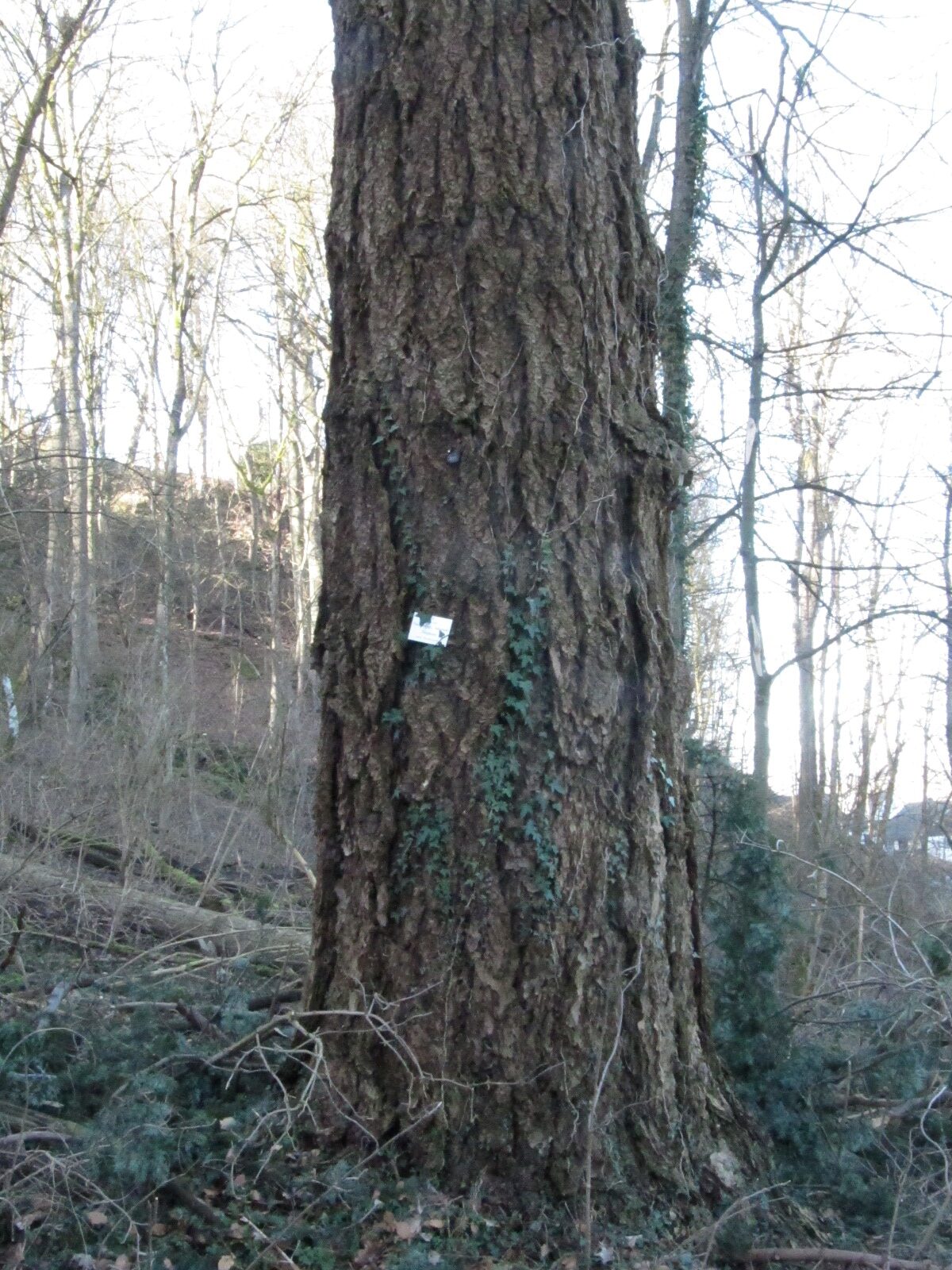 Pseudotsuga menziesii - Schlosspark Molsberg - Jan. 2024