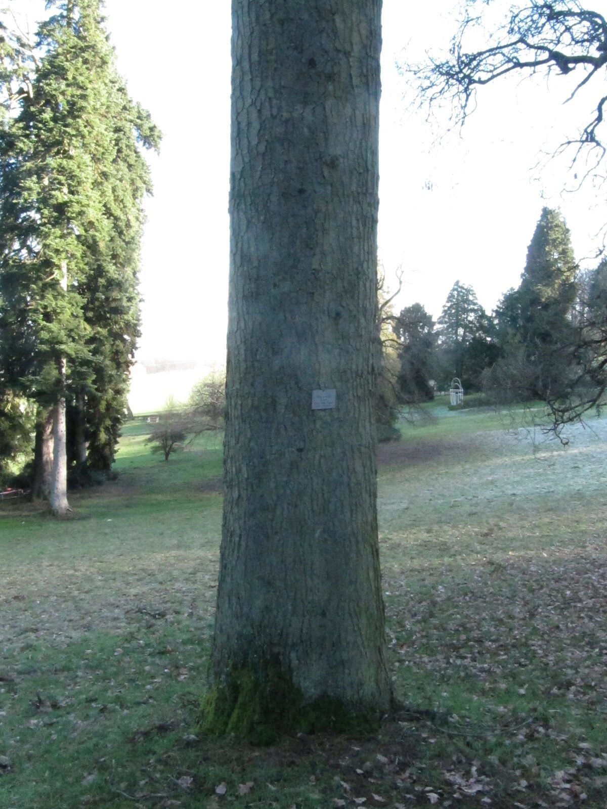 Abies procera 'Glauca' - Schlosspark Molsberg - Jan. 2024
