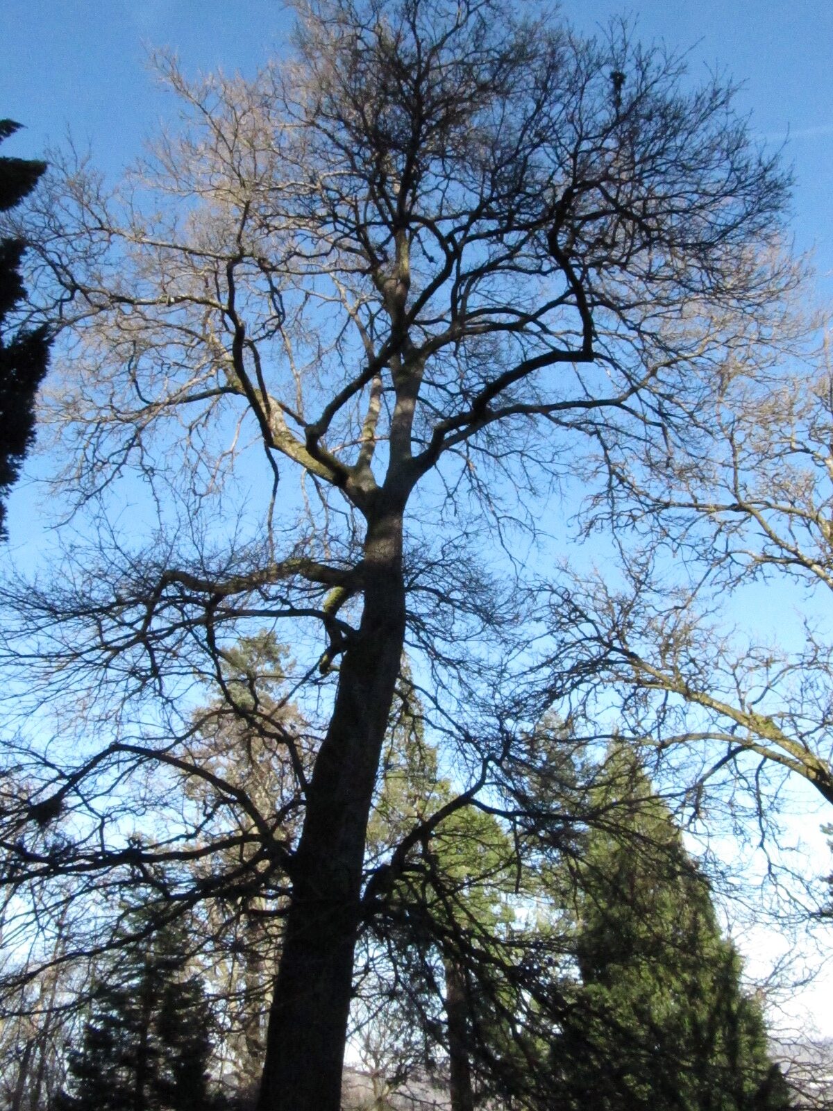 cerris Quercus