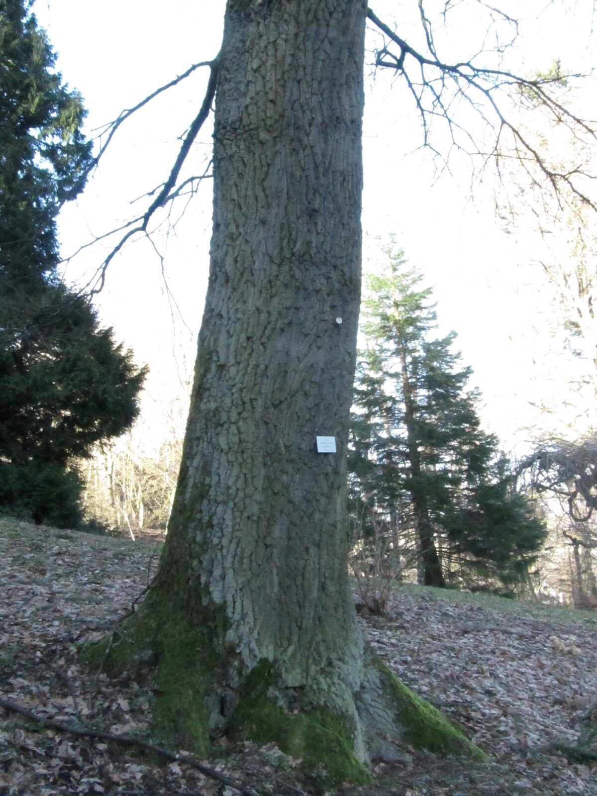 Quercus cerris - Schlosspark Molsberg - Jan. 2024