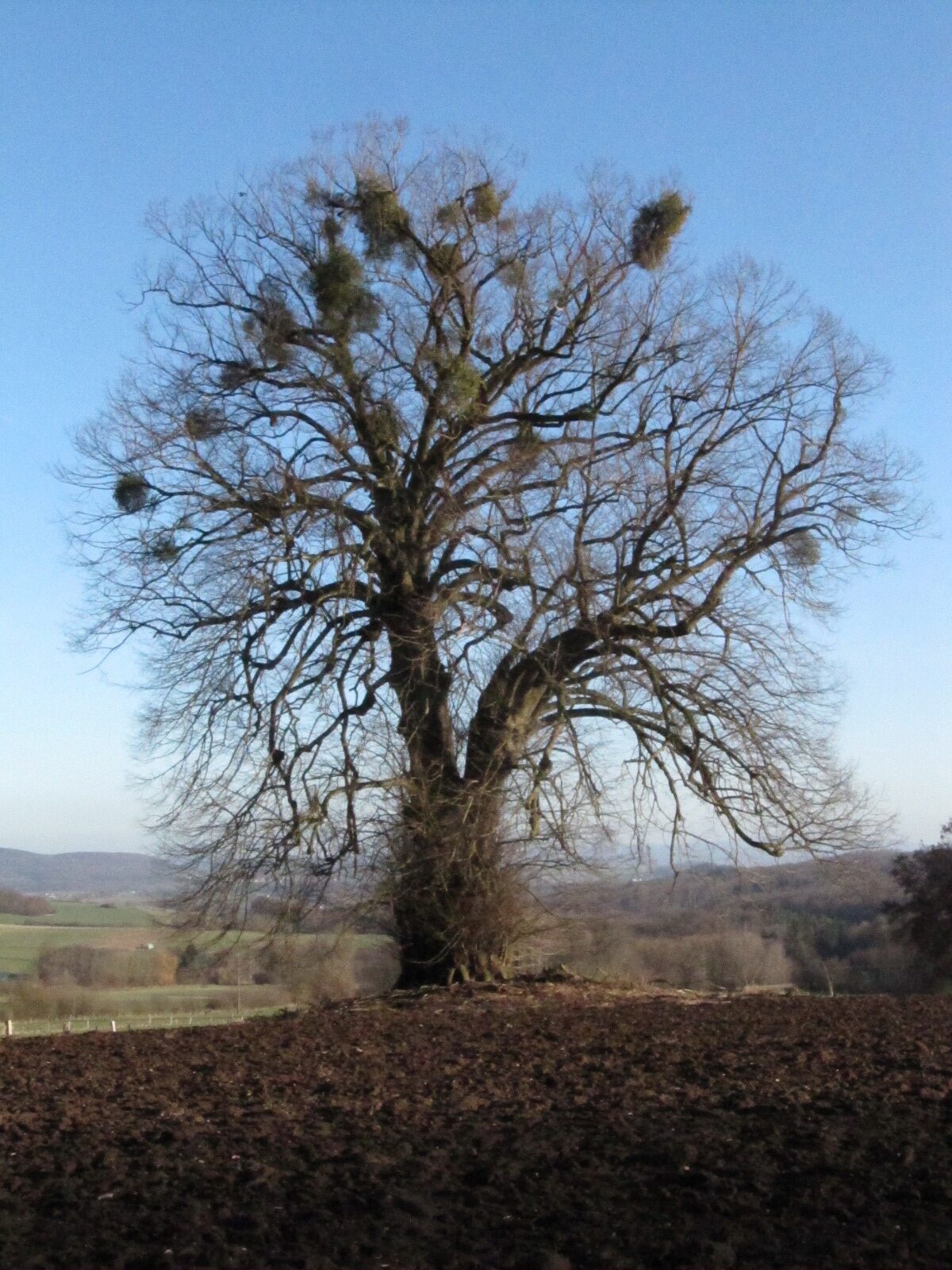 Tilia platyphyllos - Bilkheim - Jan. 2024