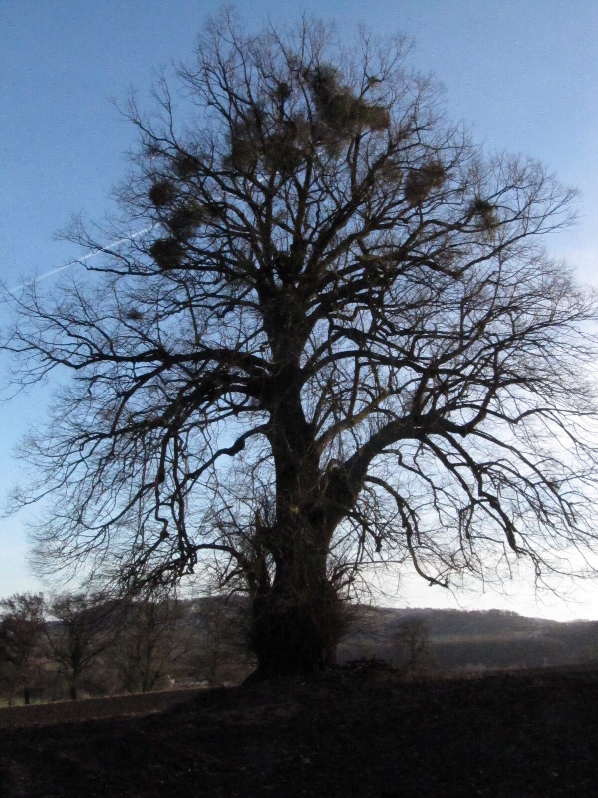 Tilia platyphyllos - Bilkheim - Jan. 2024