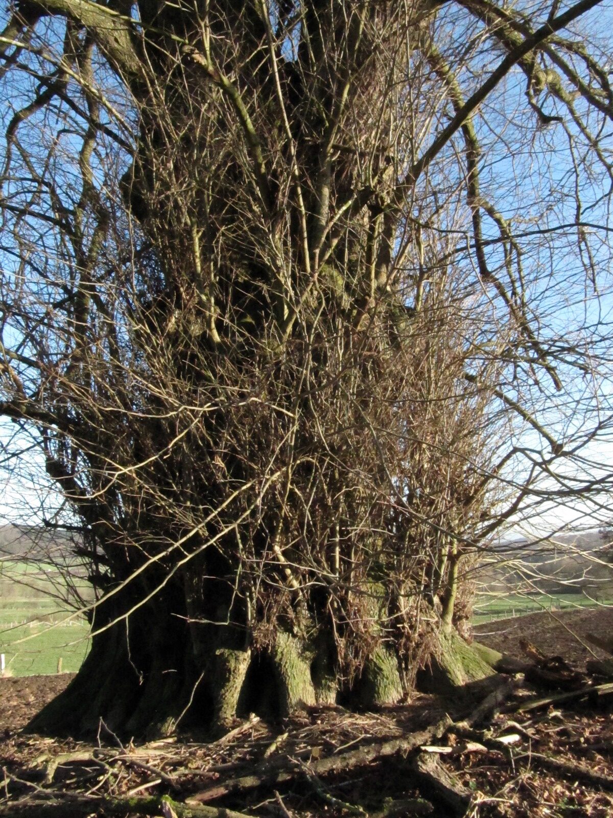 Tilia platyphyllos - Bilkheim - Jan. 2024
