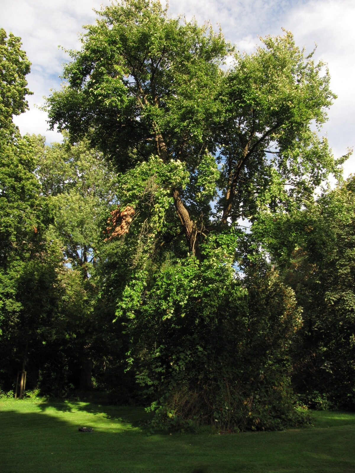 Nyssa sylvatica
