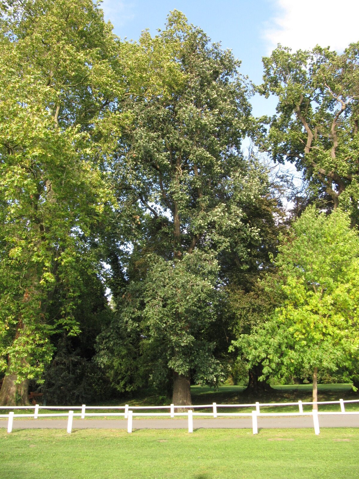 frainetto Quercus
