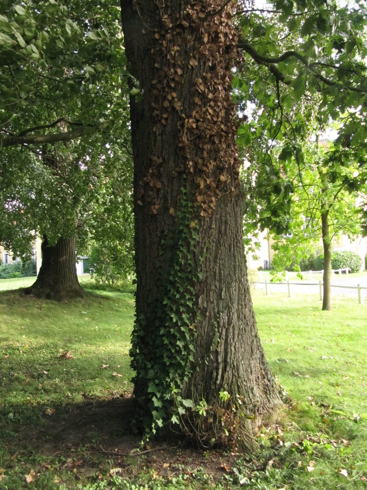 Quercus frainetto - Destedt - Sept. 2023
