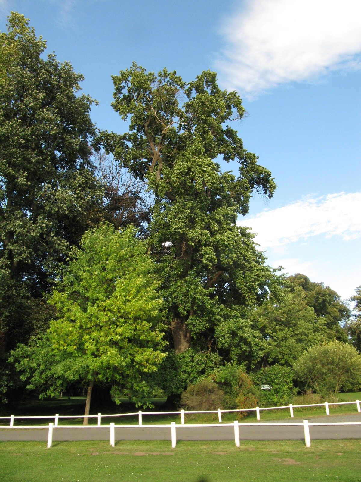 Liriodendron tulipifera