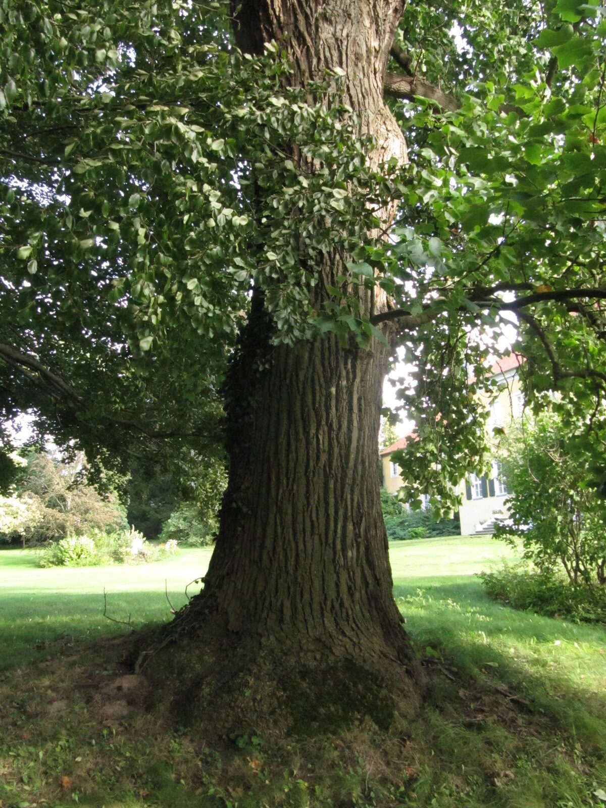 Liriodendron tulipfera - Destedt - Sept. 2023