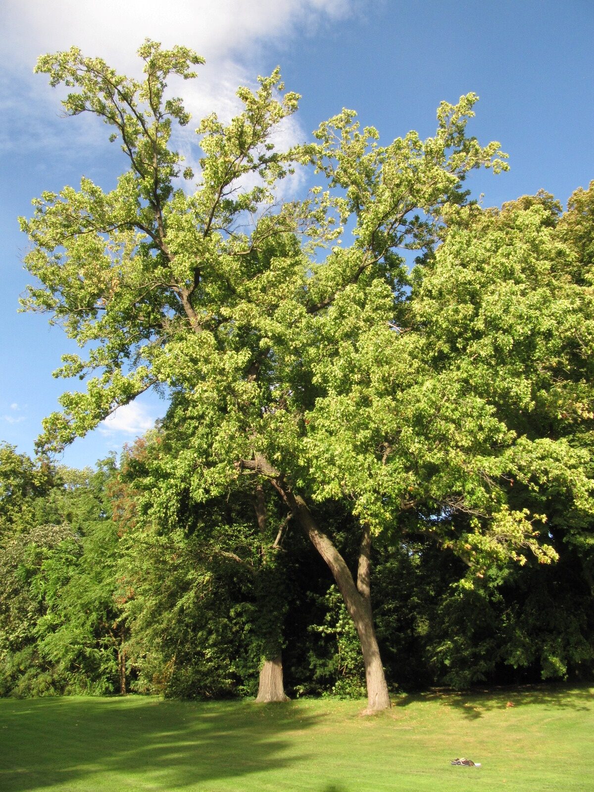 Liquidambar styraciflua