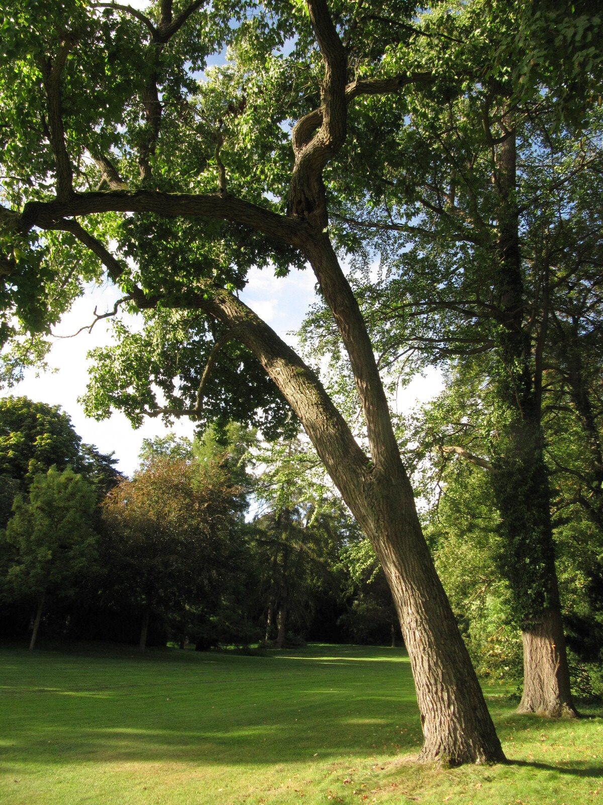 Liquidambar styraciflua - Destedt - Sept. 2023