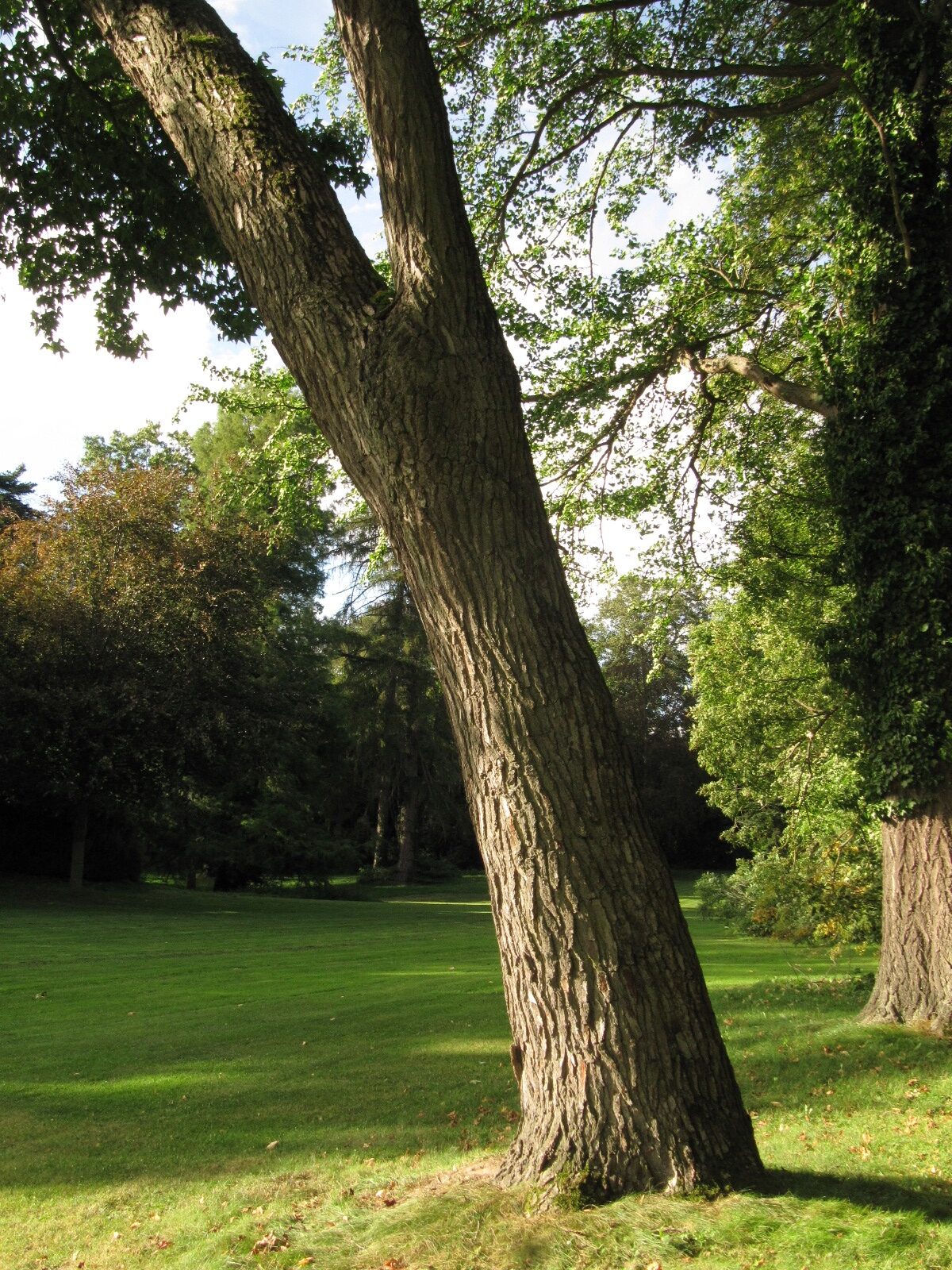 Liquidambar styraciflua - Destedt - Sept. 2023