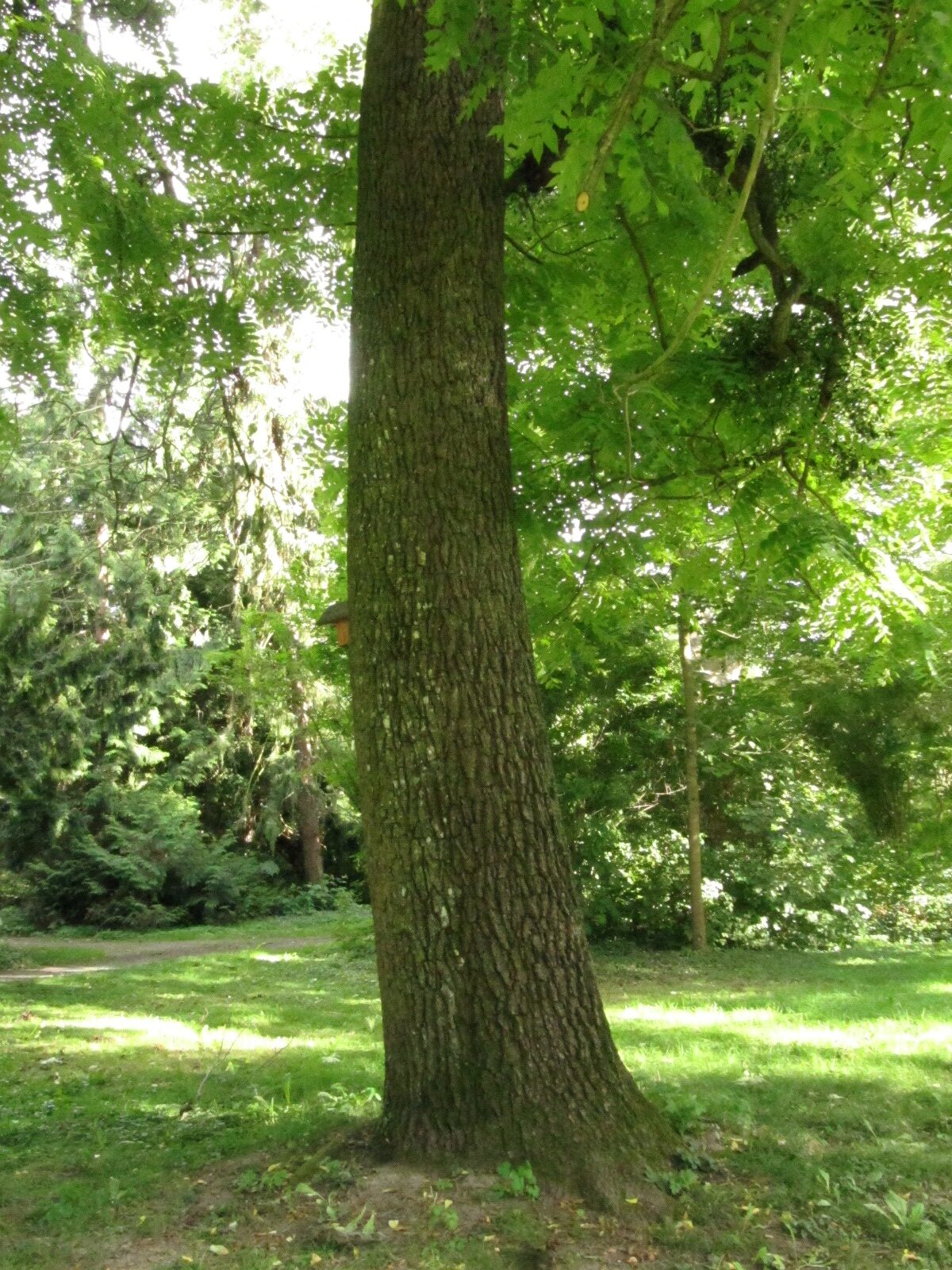 Juglans nigra