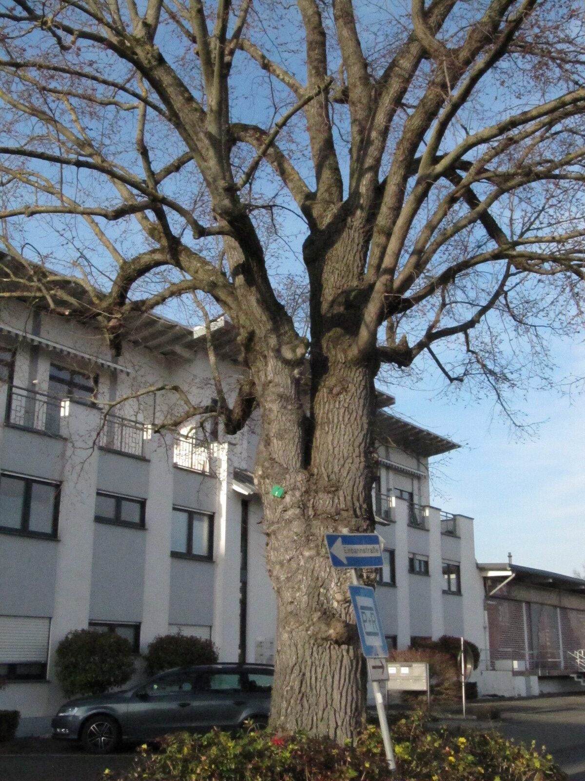 Ulmus glabra - Ahrweiler - März 2024