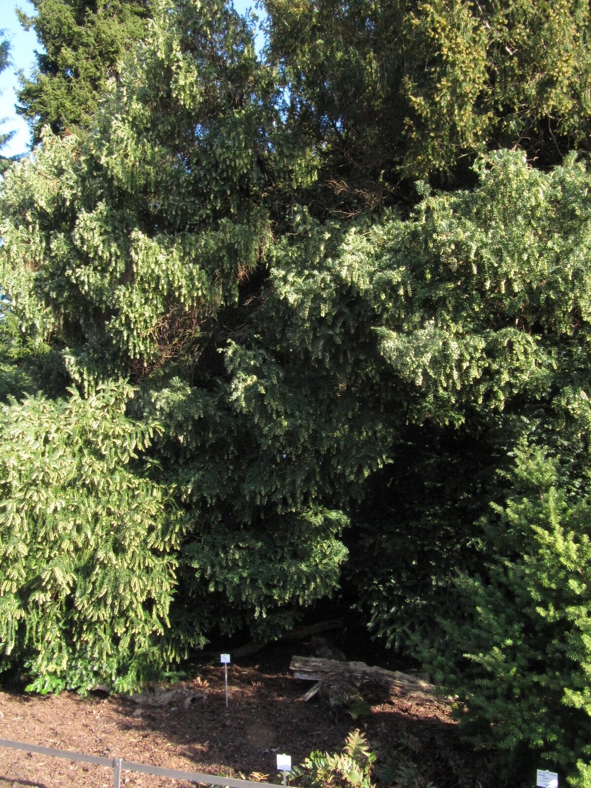 Cephalotaxus fortunei - Bonn - März 2024