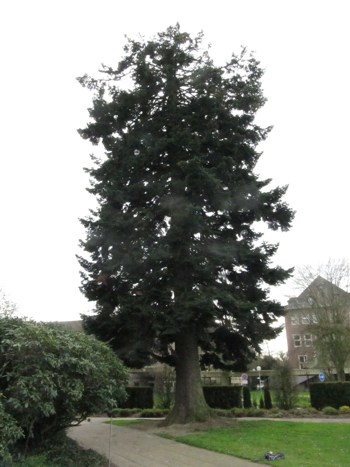 Abies alba - Havixbeck-Tilbeck - März 2024