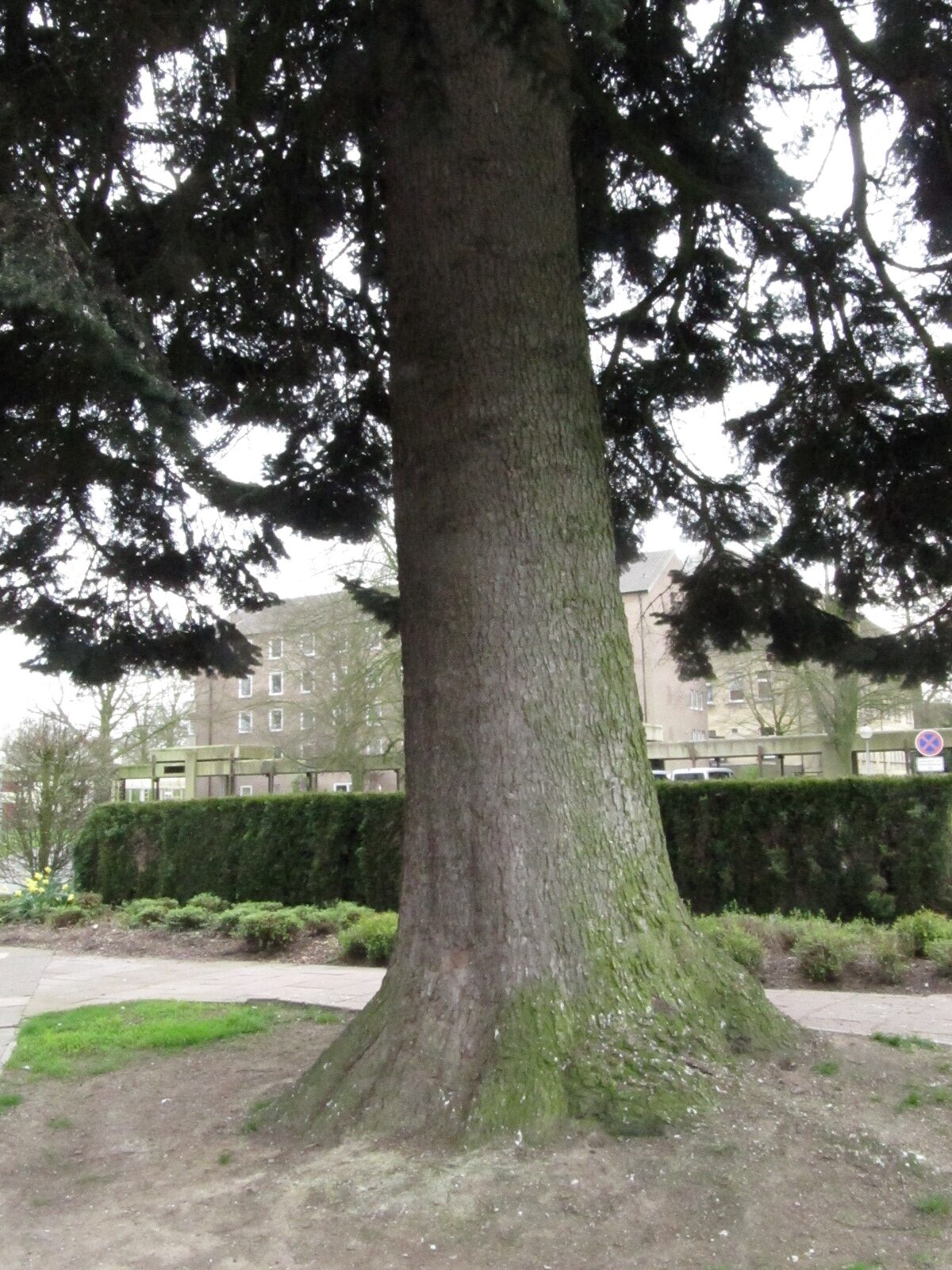 Abies alba - Havixbeck-Tilbeck - März 2024