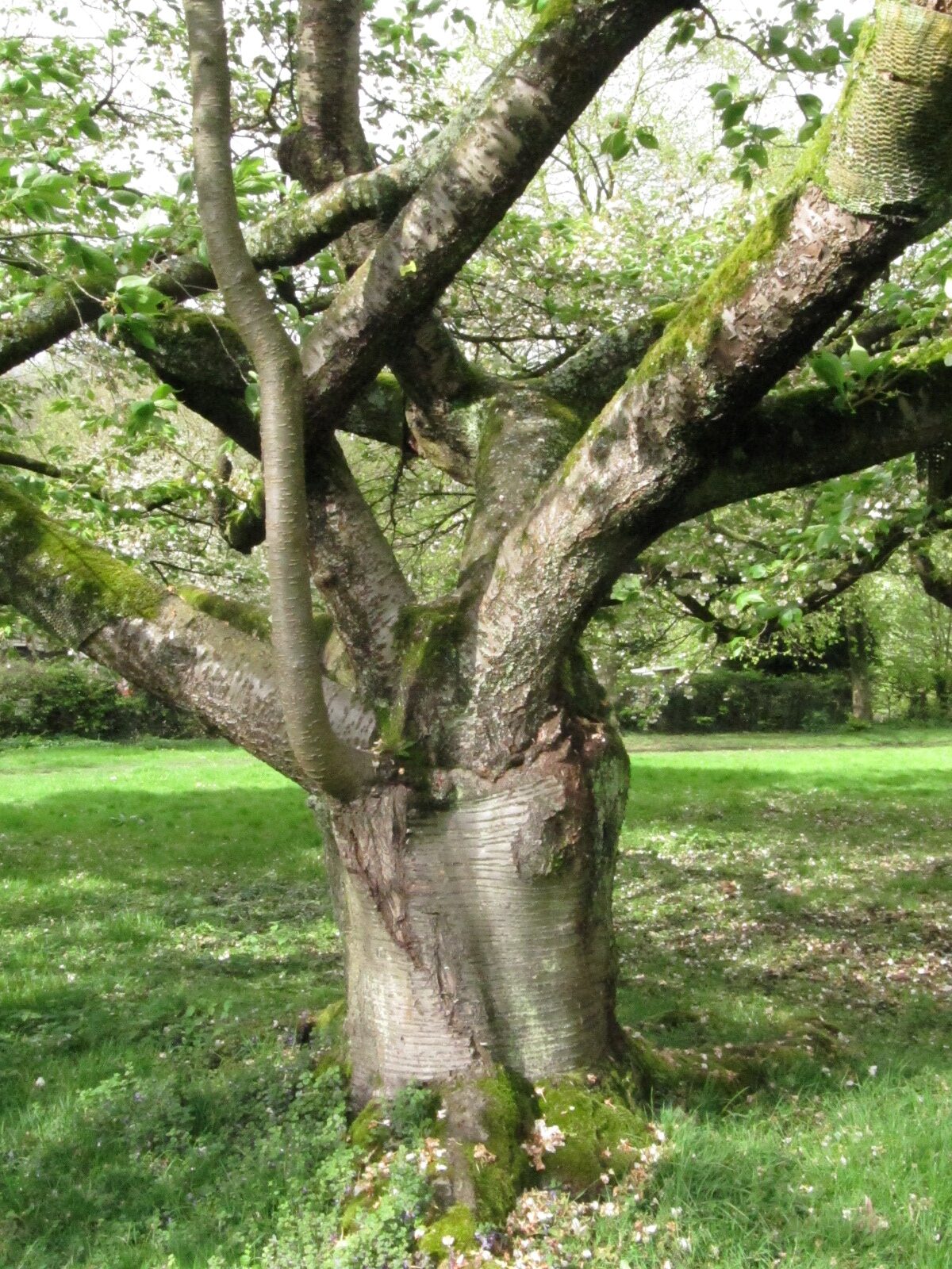 Prunus serrulata