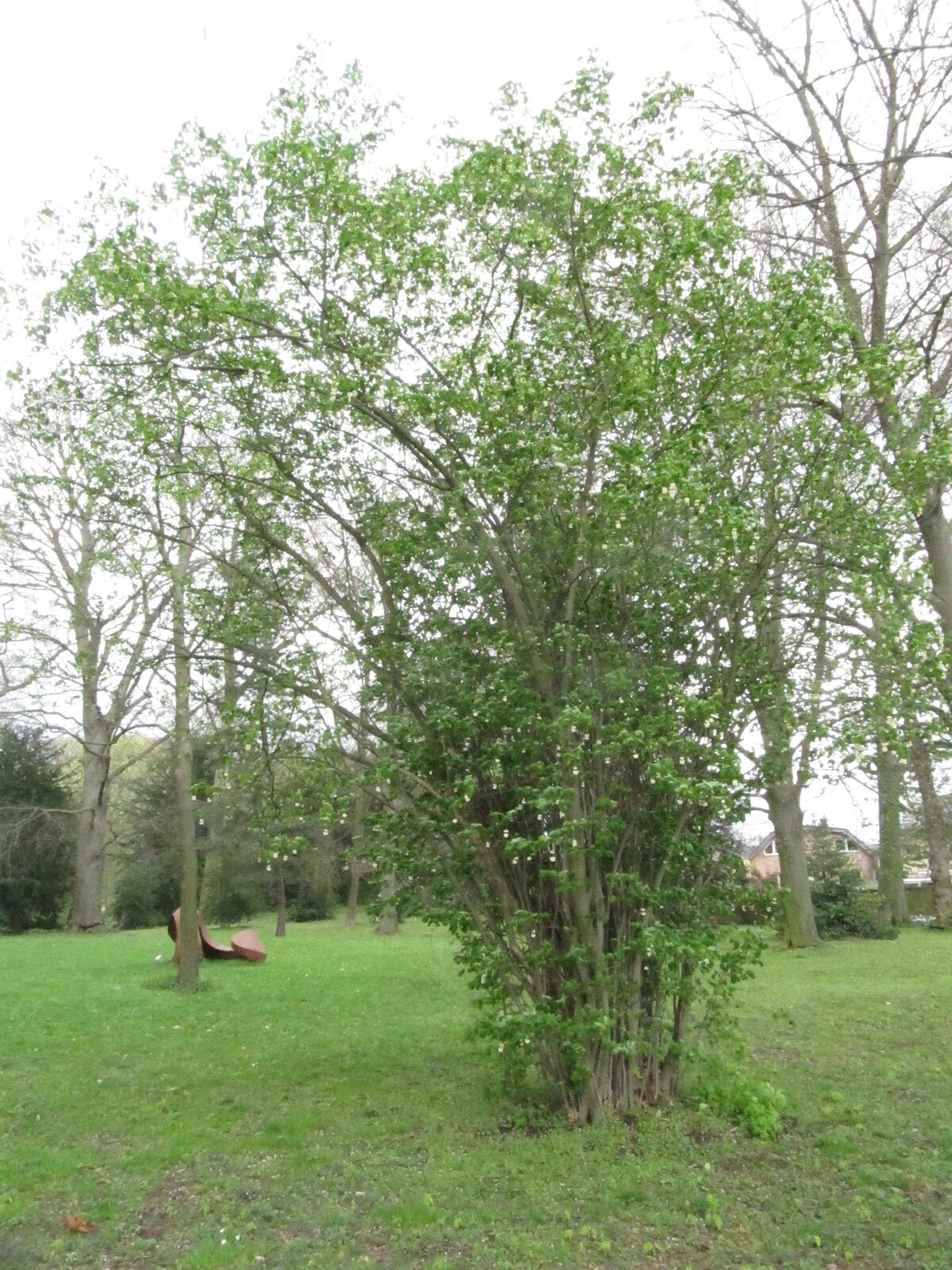pinnata Staphylea