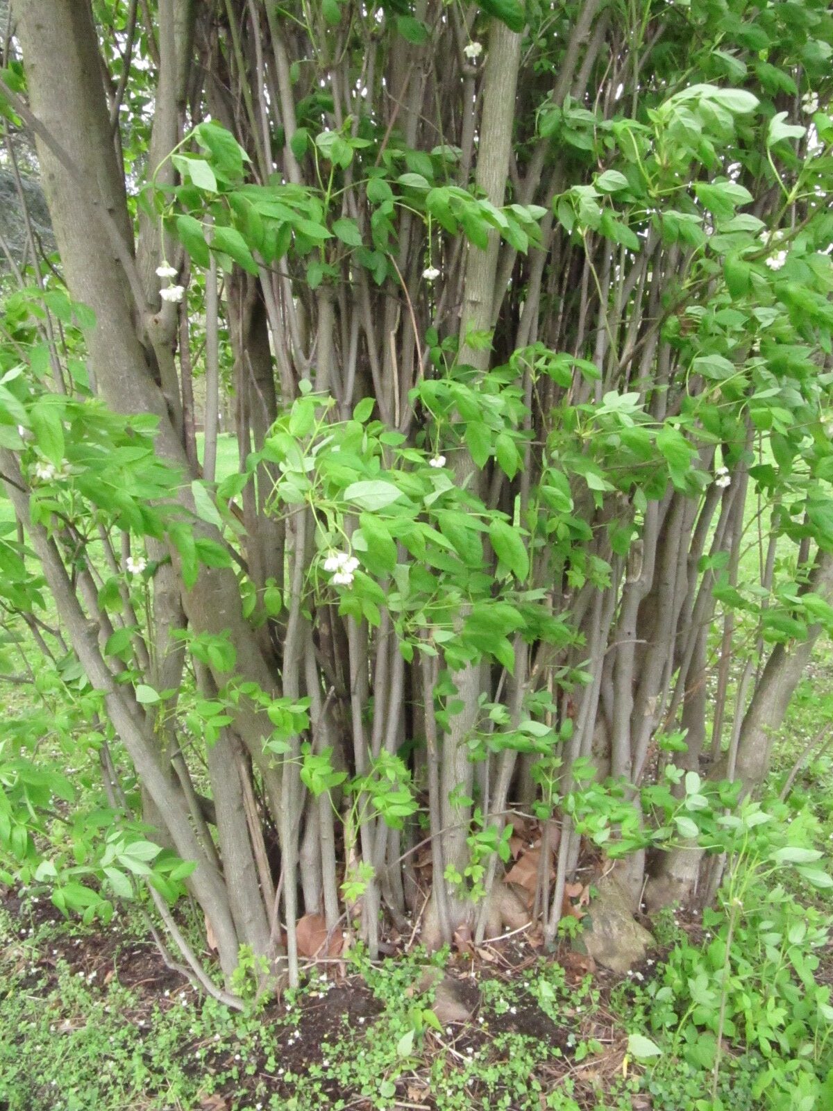 Staphylea pinnata - Köln-Stammheim - April 2024