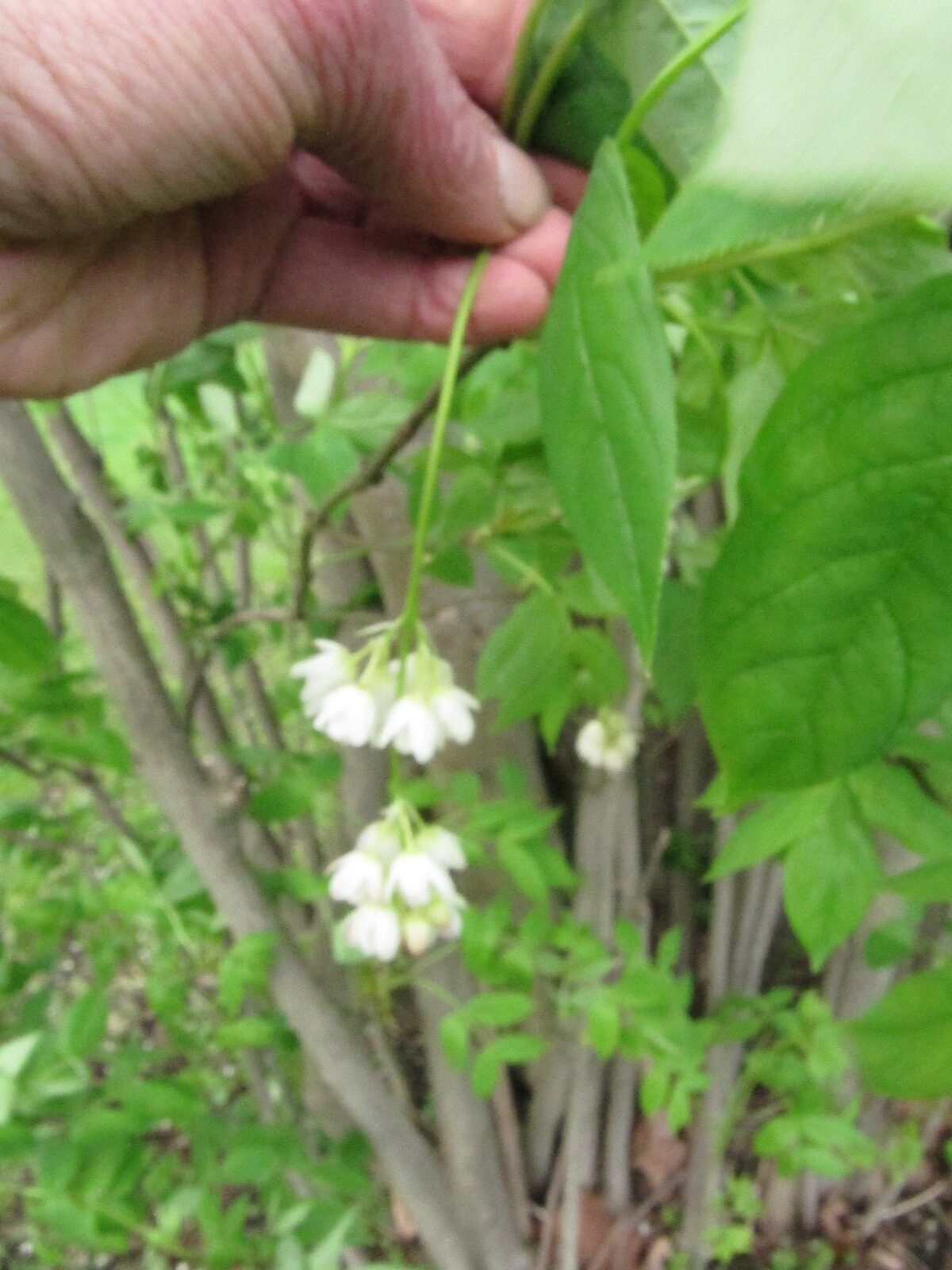 Staphylea pinnata - Köln-Stammheim - April 2024