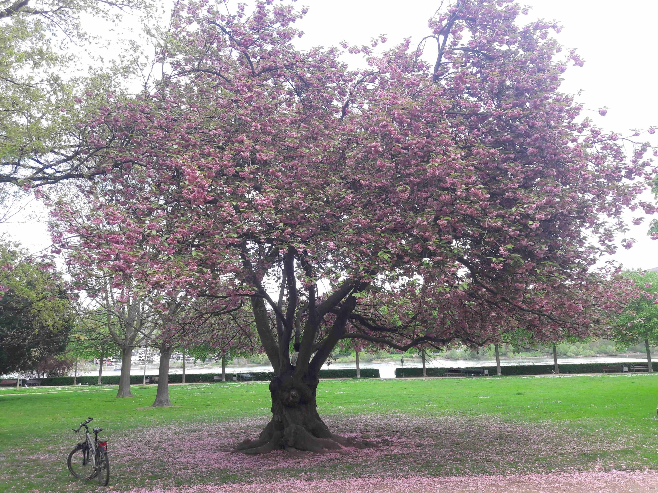 Prunus serrulata 'Kanzan' - Bad Godesberg Panoramapark - April 2024