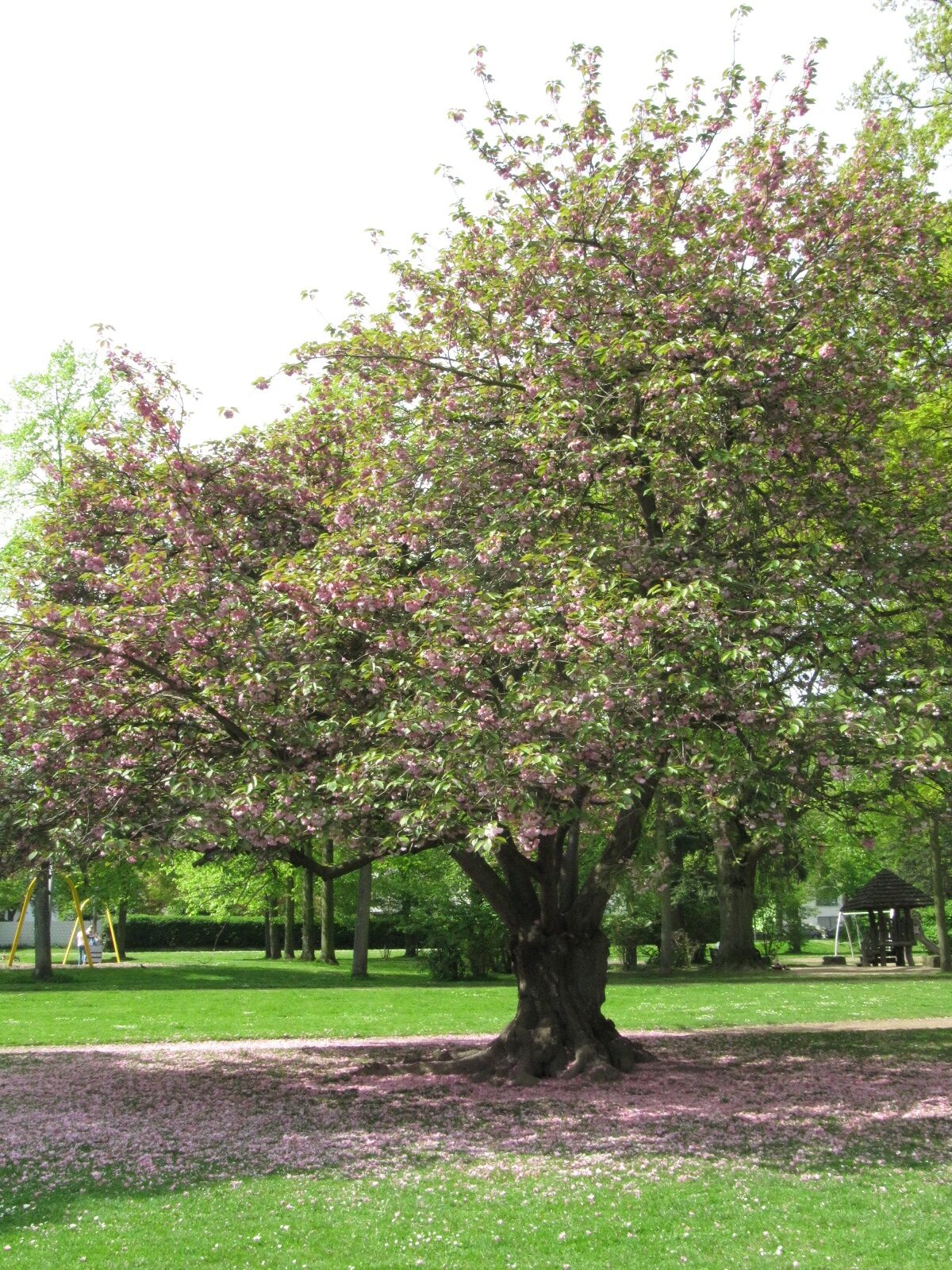 Prunus serrulata 'Kanzan' - Bad Godesberg Panoramapark - April 2024