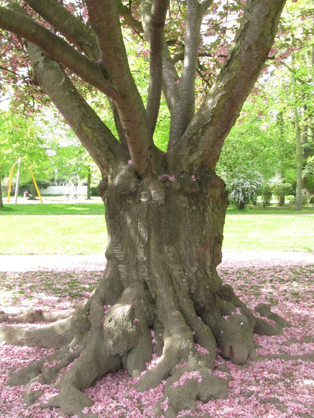 Prunus serrulata 'Kanzan' - Bad Godesberg Panoramapark - April 2024