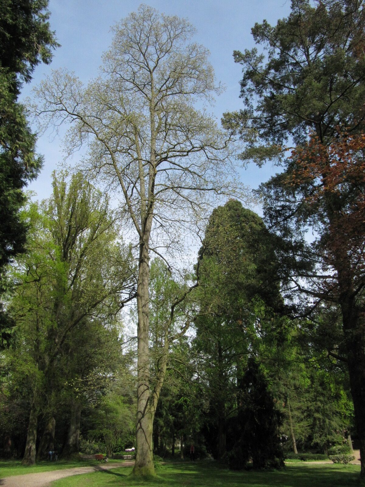 Carya tomentosa - Bad Godesberg Redoutenpark - April 2024