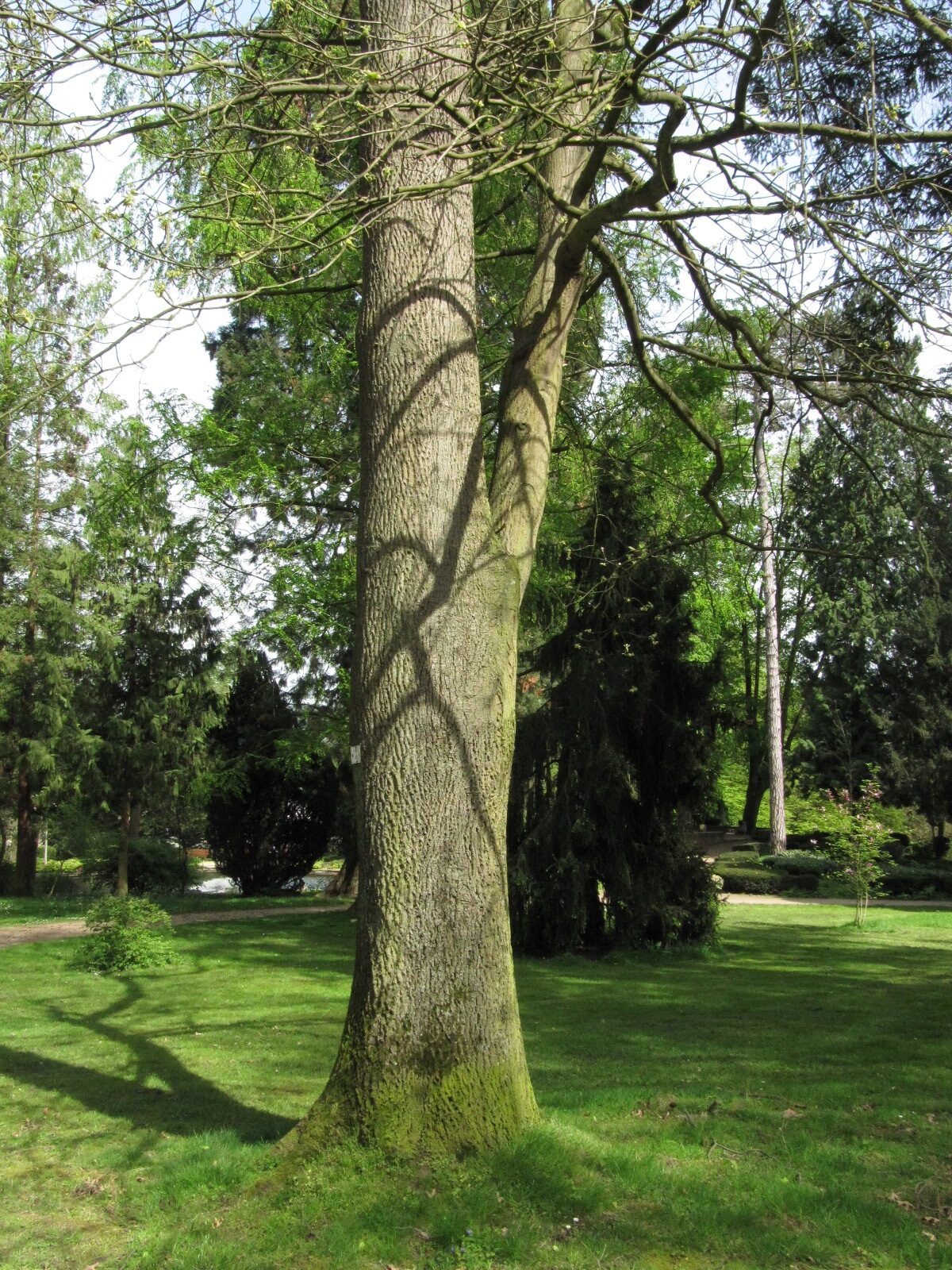 Carya tomentosa - Bad Godesberg Redoutenpark - April 2024