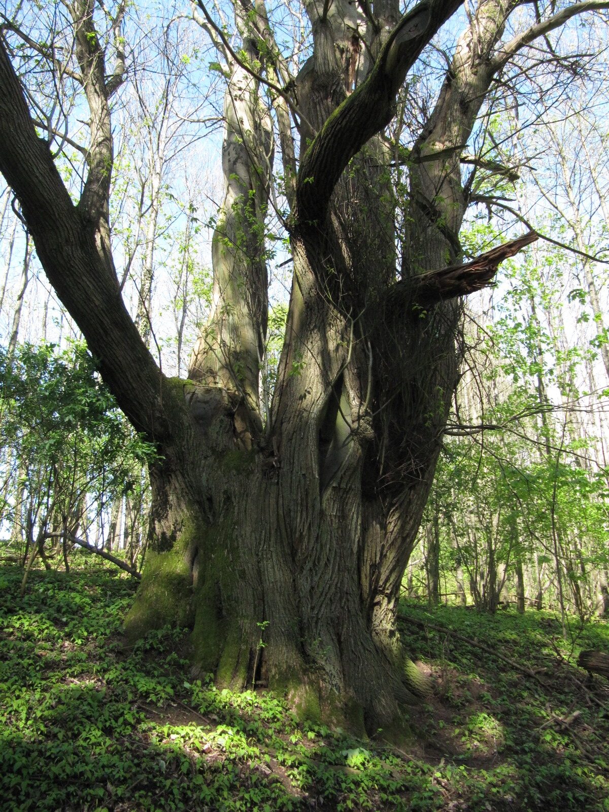 Castanea sativa - Trier, Gläsgesberg - April 2024