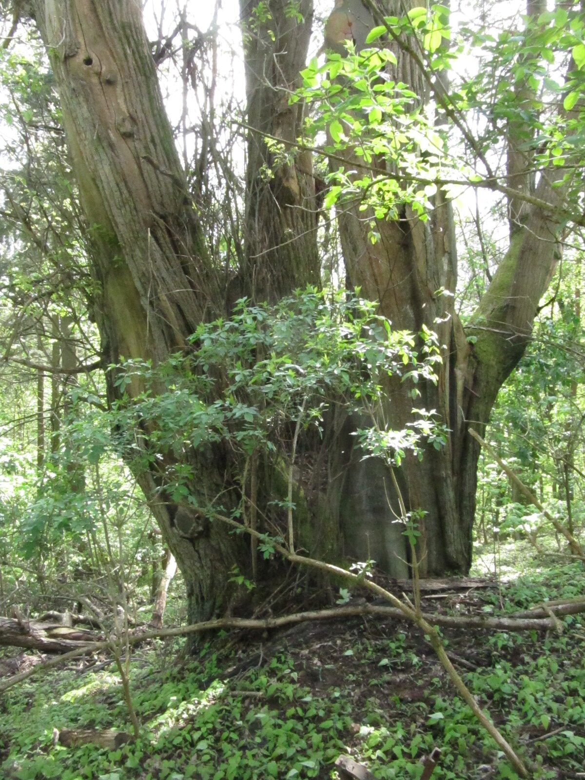 Castanea sativa - Trier, Gläsgesberg - April 2024