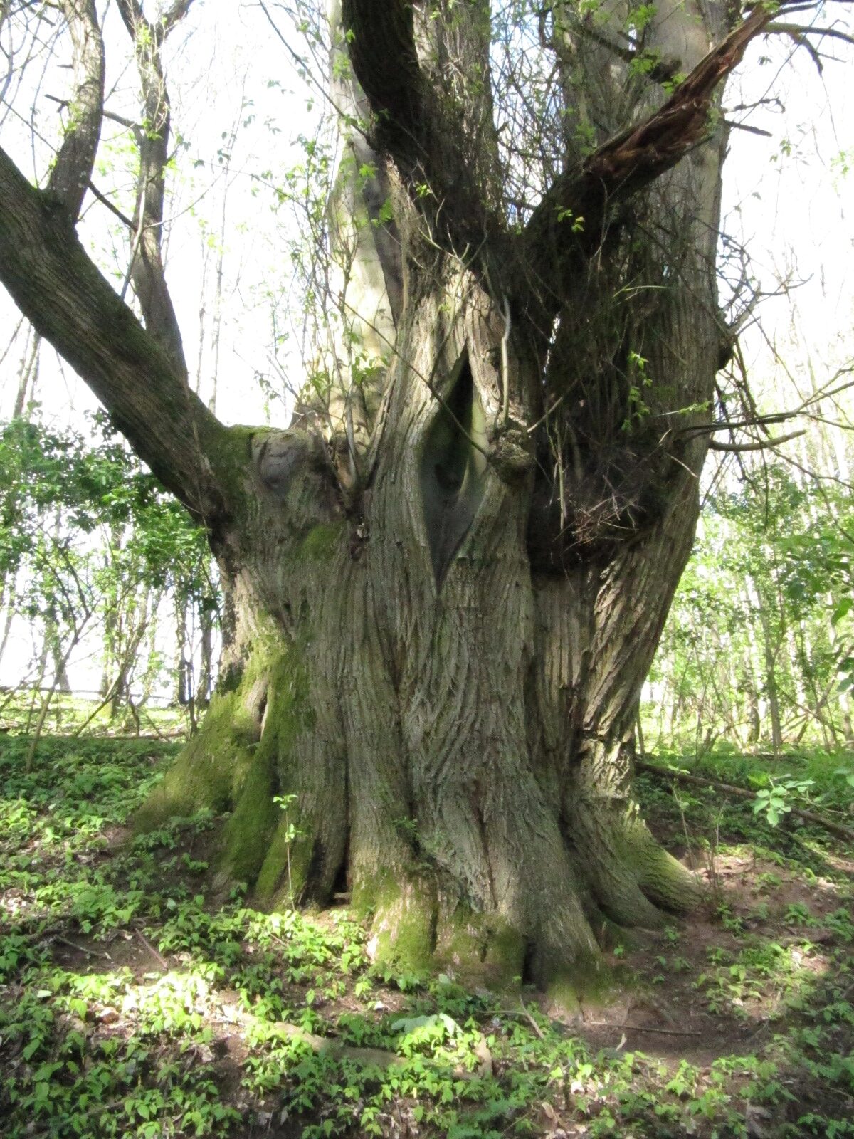 Castanea sativa - Trier, Gläsgesberg - April 2024