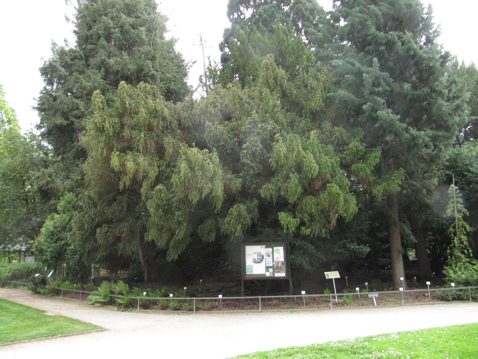 Cephalotaxus harringtonii - Bonn - April 2024