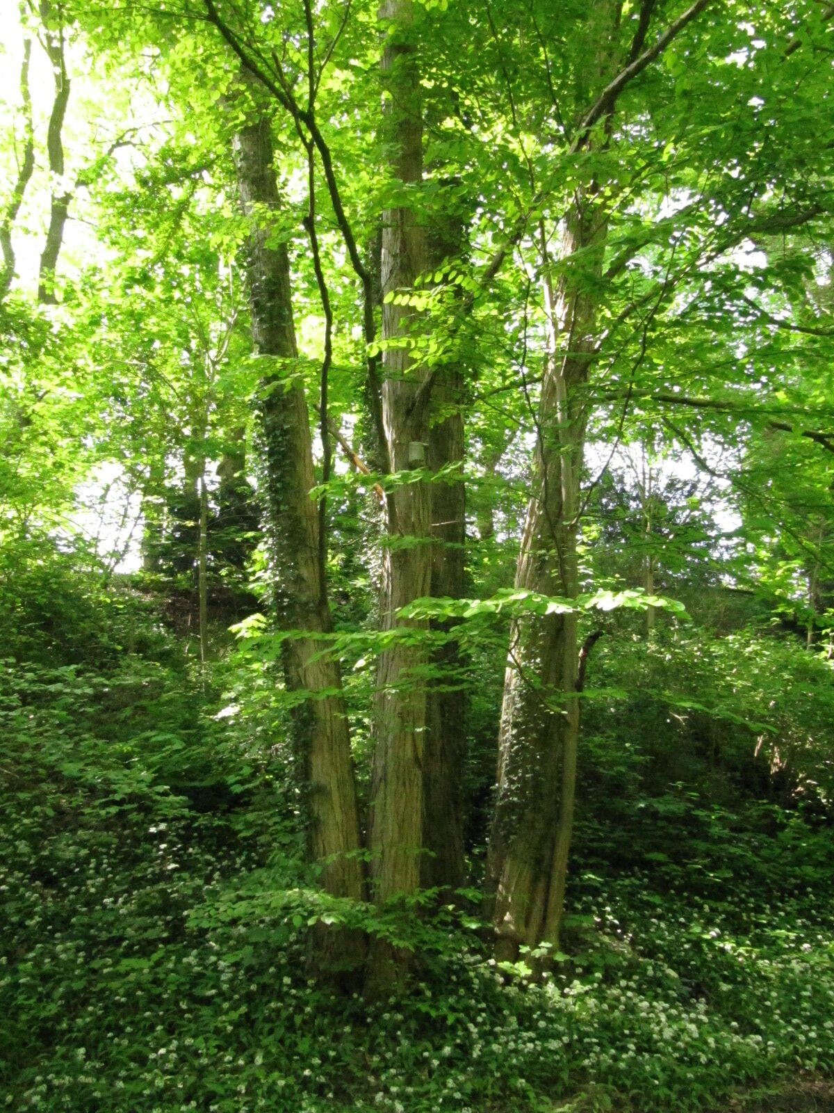 Cercidiphyllum japonicum
