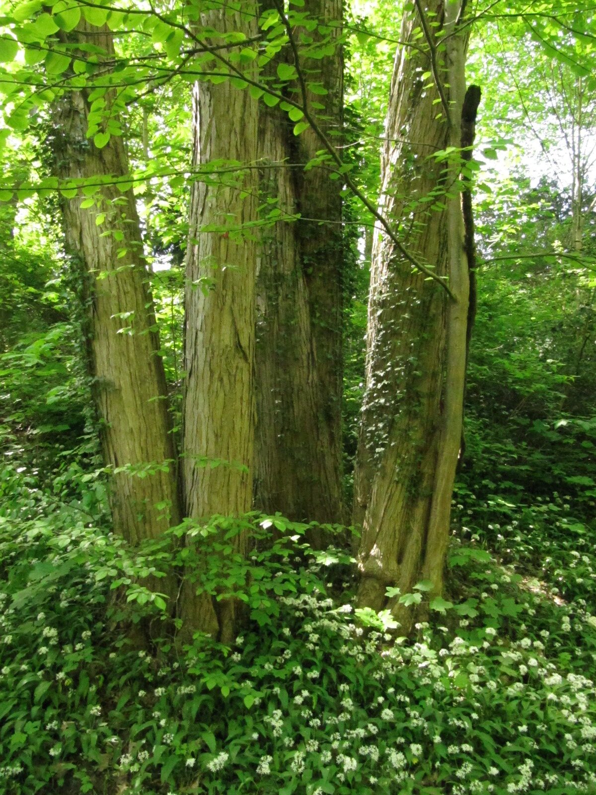 Kuchenbaum - Bremen-Lesum - April 2024